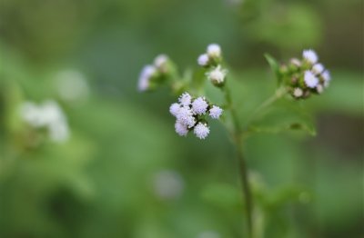 ​幼稚可爱的网名(精选220个)