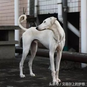 ​“哮天犬”到底是什么品种的狗？