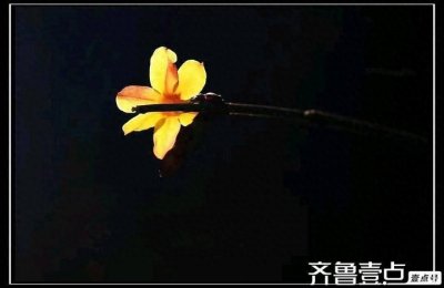 ​迎春花的花语与寓意