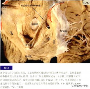 ​心脏解剖：心脏传导系统和旁道