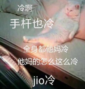 ​jio冷什么意思 看jio冷猫表情包就明白了