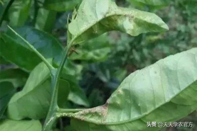 ​柑橘疮痂病怎么防治？这5个方法都教给你，拿走不谢！