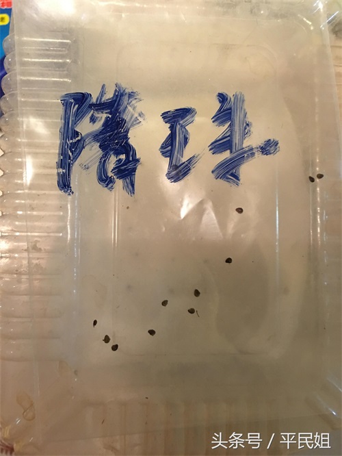 平民姐阳台种草莓(43) 惊蛰之时 图片记录草莓种子育苗过程—催芽