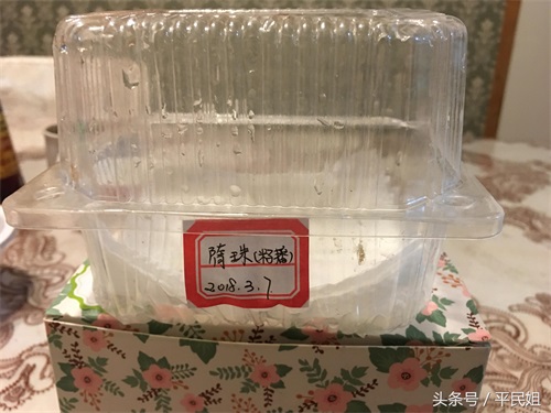 平民姐阳台种草莓(43) 惊蛰之时 图片记录草莓种子育苗过程—催芽