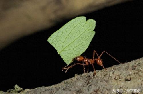 动物界最勤劳10大生物 你想不到会有它吧