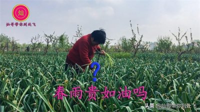 ​农村谚语“春雨贵如油”，但你听过下一句吗？听后你又怎么理解呢