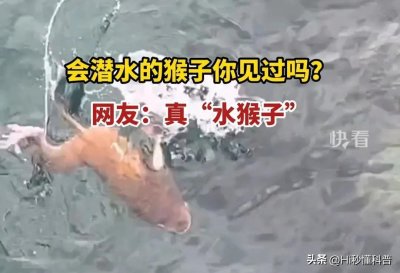 ​传说中的“水猴子”不是水獭、树懒，而是会潜水的猴子？