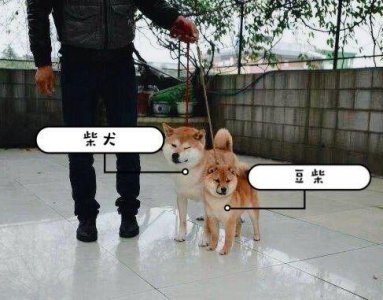 ​豆柴与柴犬的区别是什么呢？