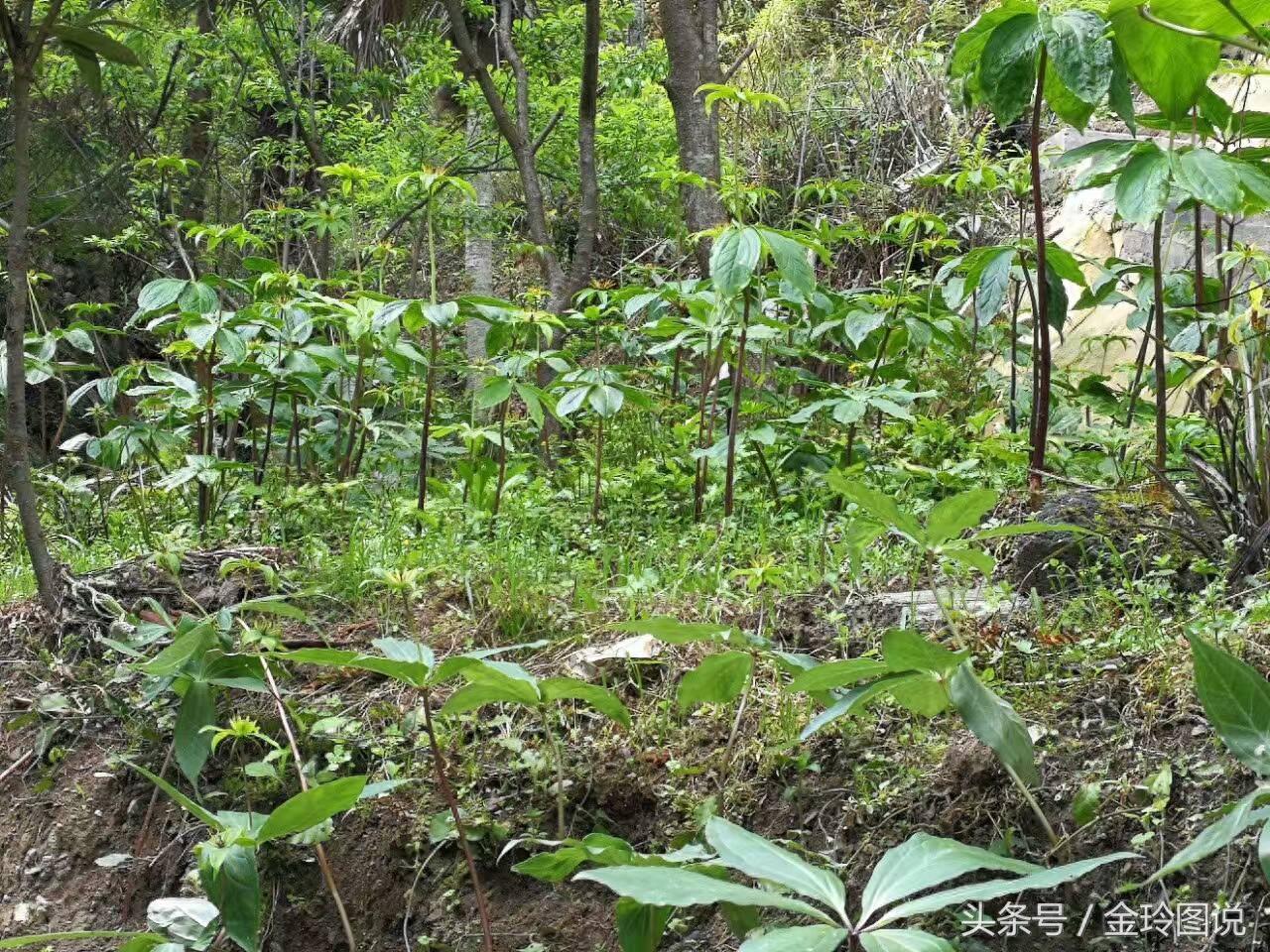 这样的野草是一种蛇药材你千万别认错，不知道你的家乡有没有啊？