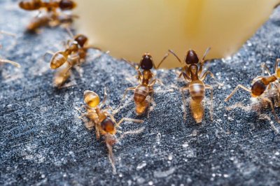 ​被列为全球最危险的外来侵入物种红火蚁，究竟是个什么鬼？