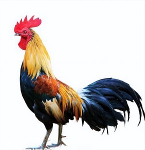 ​鸡，文、武、勇、仁、信，古人因而称之为五德之禽