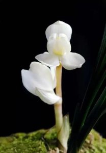 ​云南大理下山的一颗莲瓣兰雪白荷瓣花，后来成为传世名品