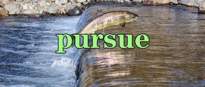 ​每日一词 | pursue 详解