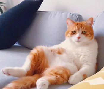 ​网友：以后我不要再养“橘猫”了，原因有六个