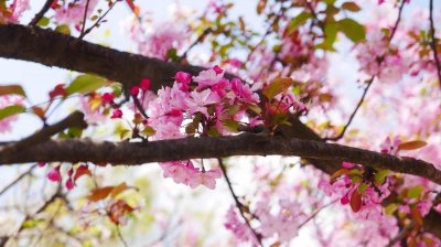 ​武元衡《春兴》解读