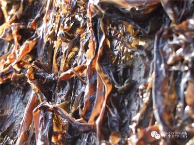 ​紫菜：那一片海洋上的壮丽