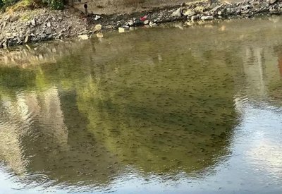​广州河道罗非鱼泛滥，没人钓没人吃，当地人称“太脏”吃不得