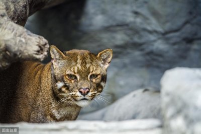 ​森林之王的“接班人”，多数人却没听过的神秘生物——亚洲金猫