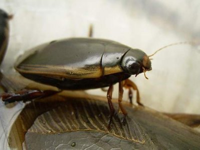 ​大有发展前景的药食兼用品种——龙虱