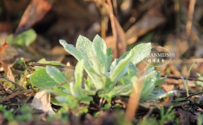 ​农村常见的鼠曲草，常有人当野草铲掉，遇见却不知它营养又美味