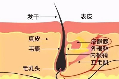 ​毛囊堵塞究竟有多可怕？看完这些你就知道了