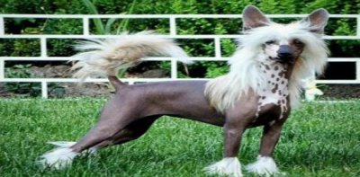 ​选狗技巧，想了解冠毛犬好不好养？请看看这些就知道了