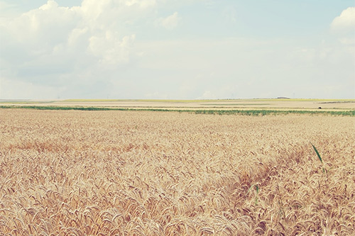 对老师感恩的短信97句