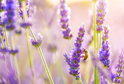 ​小年祝福经典语句(精选98句)