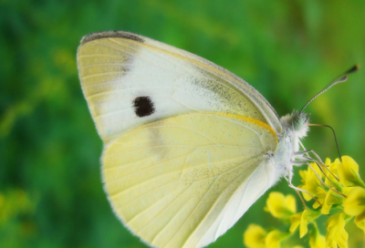 ​献给最美的白衣天使祝福语大全(实用106句)