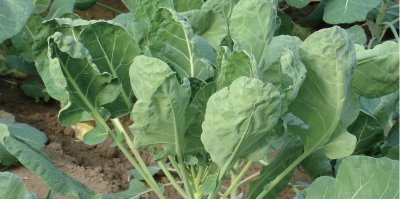 ​源自地中海沿岸的绿色蔬菜——抱子甘蓝，蔬菜沙拉的主要食材之一