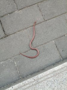 ​云南一高中校园内现罕见红蛇 蛇身修长色泽鲜亮极其稀罕