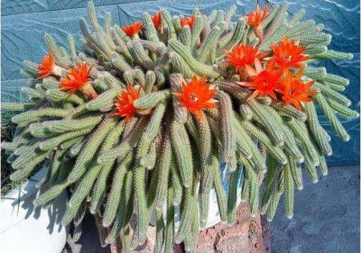 ​耐旱的鼠尾掌，开起花来比蟹爪兰还要漂亮多肉爱好者的福音！