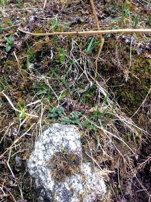 原来野外的冬虫夏草长这样!