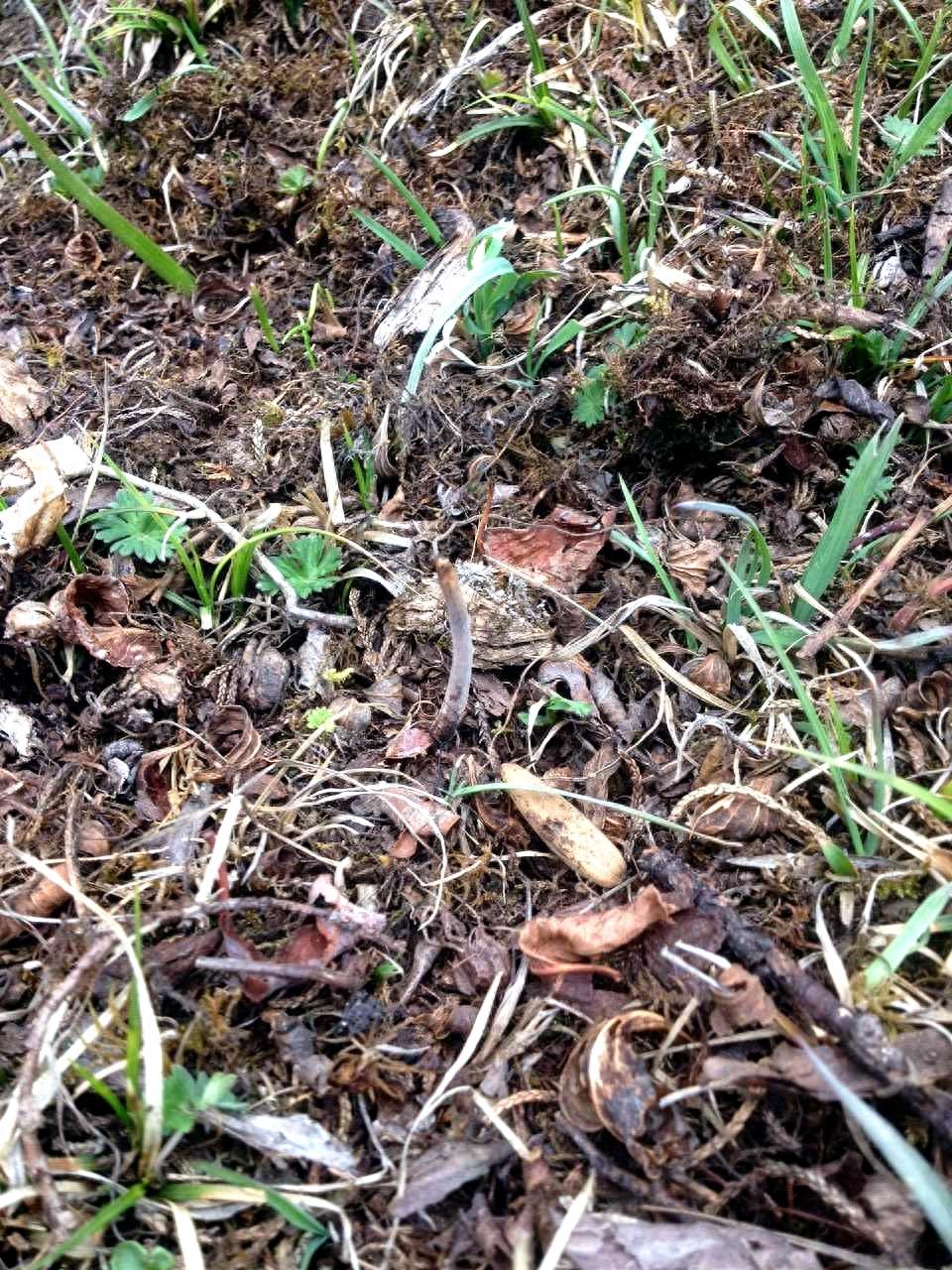 原来野外的冬虫夏草长这样!