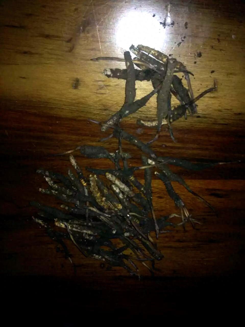 原来野外的冬虫夏草长这样!