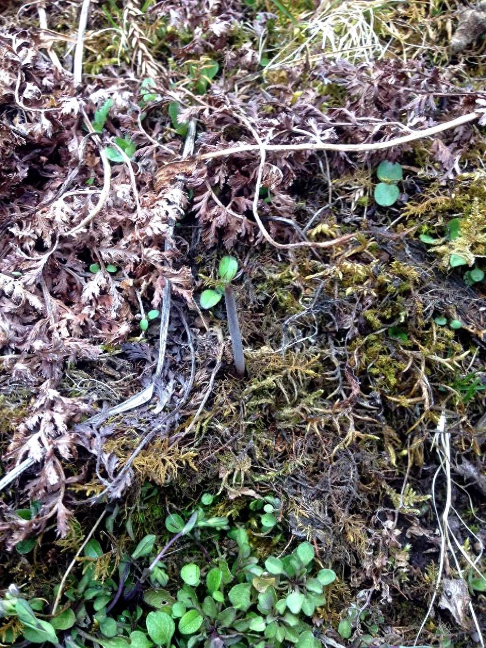 原来野外的冬虫夏草长这样!