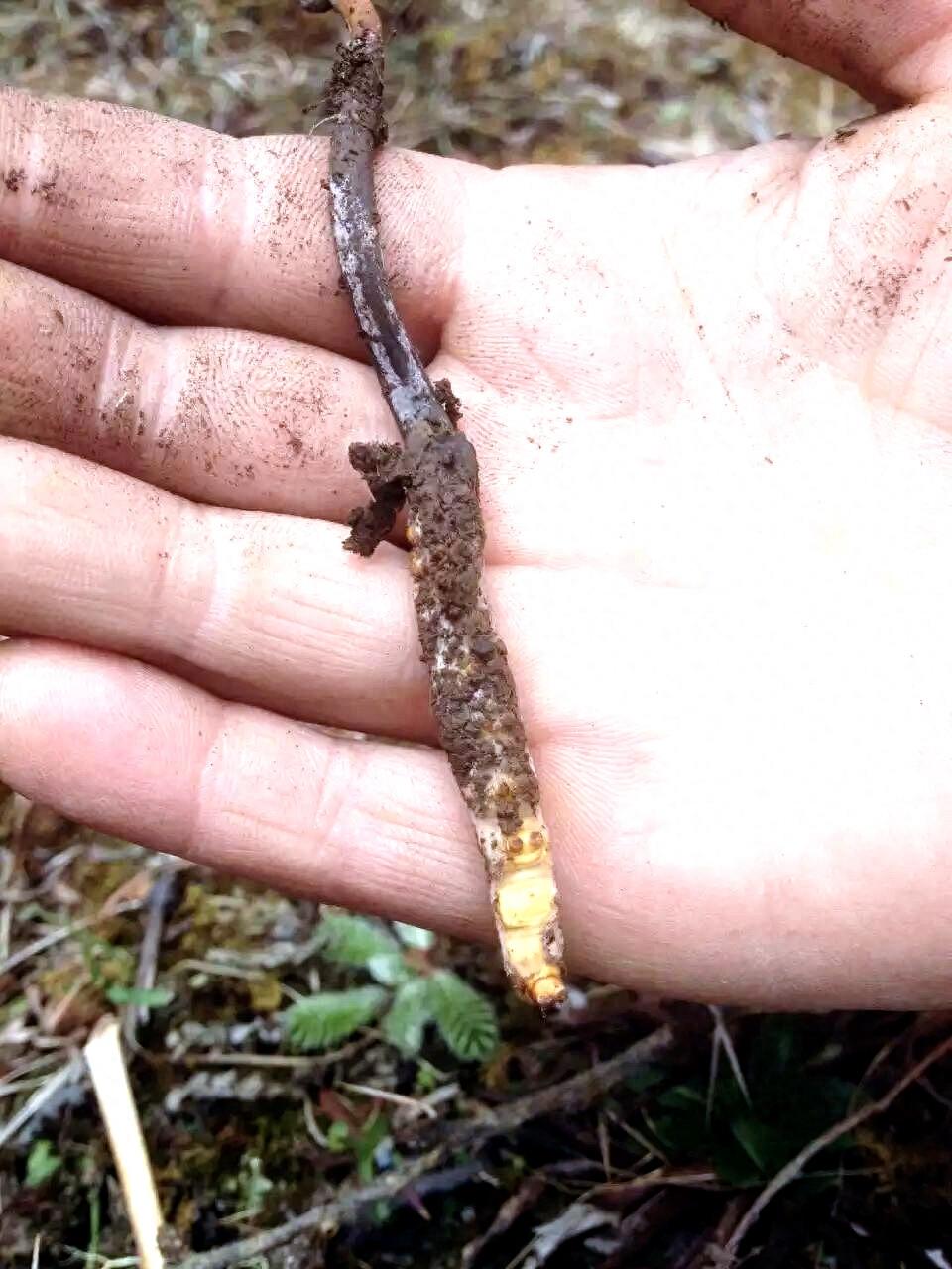 原来野外的冬虫夏草长这样!