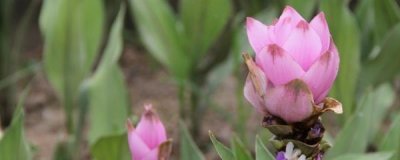 ​姜荷花的养殖方法