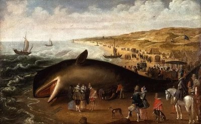 ​鲸为什么会搁浅？这是一种习性吗？