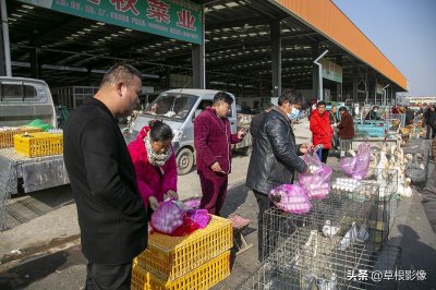 ​鸽子蛋2元钱一枚，养殖户坦言赔惨了，农村大爷成接盘侠