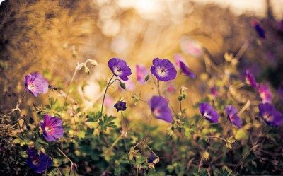 ​牛年春节祝福语2025贺词(精选80句)