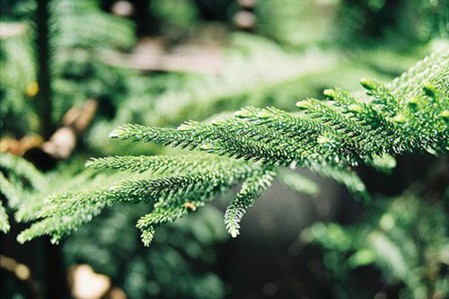 幼儿过生日祝福语82句