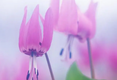 ​给宝宝的新年祝福语