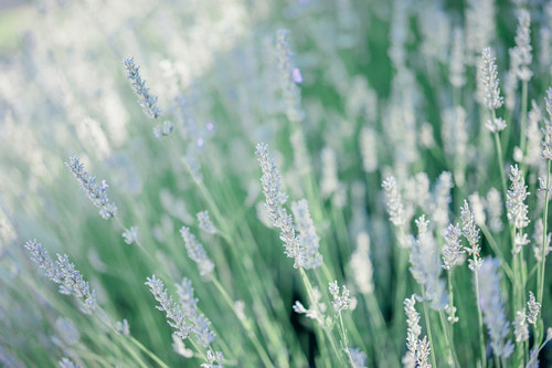 元宵节提前祝福语81句