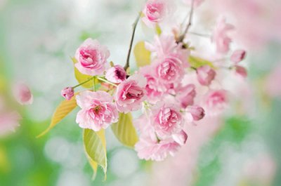 ​过年祝福短信大全81句