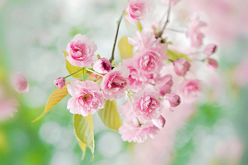 过年祝福短信大全81句