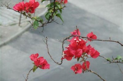 ​2025大年初一拜年祝福语