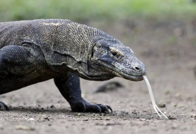 ​最大的蜥蜴是什么蜥蜴（巨型蜥蜴位于哪里）