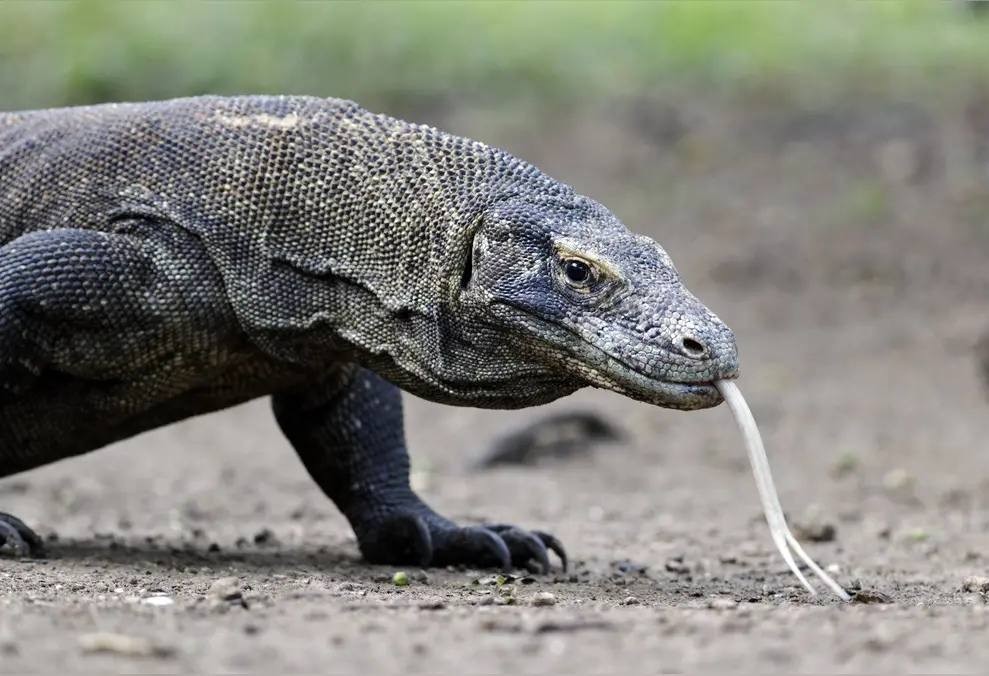 最大的蜥蜴是什么蜥蜴（巨型蜥蜴位于哪里）