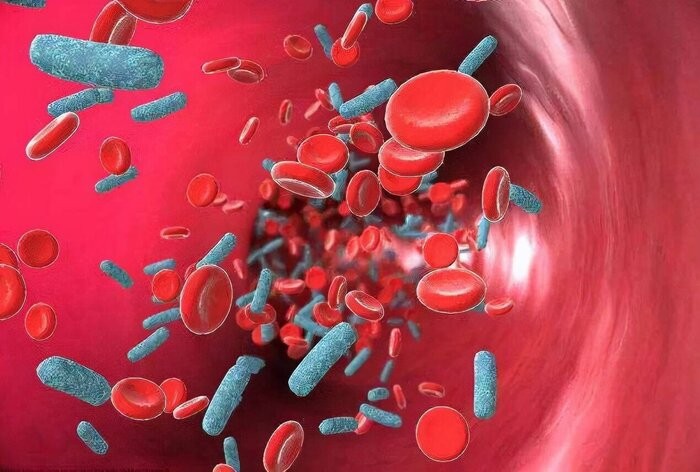 最大的蜥蜴是什么蜥蜴（巨型蜥蜴位于哪里）